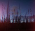 Dead forest at sunset (ala forest fire).jpg